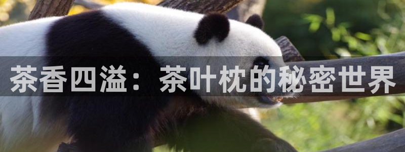 摩登5右7O667