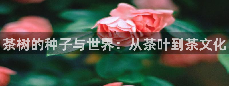 摩登6地7O667