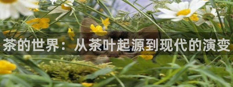 摩登6张7O667